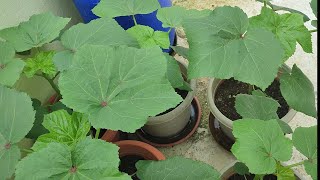 How to Grow Bhindi from Seeds Okra Plant Lady Finger Plant [upl. by Rinee263]