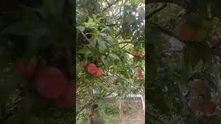 ALBAKARA FRUIT 🍓అల్బక్రా మణిపూర్ లో in Manipur andhrapradeshfruits plantsviralvideo [upl. by Scarlet906]