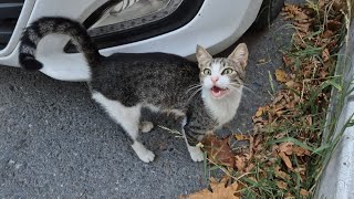 A hungry male cat came to me meowing and asked for food [upl. by Nimsay633]