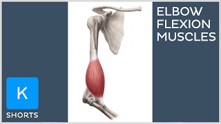 Muscles involved in elbow flexion mnemonic  Kenhub shorts [upl. by Norraf]