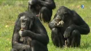 Naissance dun bonobo à la Vallée des Singes [upl. by Jopa]