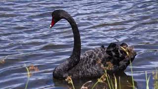 Closeup of Black Swan paddling and drinking [upl. by Lrat742]