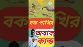 ringtone instrumental বক পাখির অবাক কান্ডThe surprise of the buck birdहिरन पक्षी का आश्चर्य [upl. by Aitsirt586]