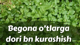 Begona o’tlarga qarshi kurashish [upl. by Halullat]