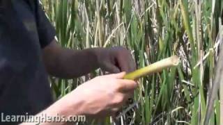 How to Cook Delicious Cattail Roots [upl. by Eenahs]