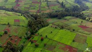 Tea plantations  Kericho County Kenya Eastern Africa  Development agency videographer [upl. by Yticilef]