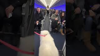 Samoyed Dog Makes Friends on a Plane While Travelling with Owner [upl. by Trow]