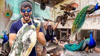 ALHAMDULILLAH PEACOCK NE BACHE DEDIE🦚❤️  Mishkat khan  Pets vlog [upl. by Arocahs]