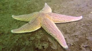 Common starfish Asterias rubens  Oesterdam Bergsediepsluis Netherlands 8102021 [upl. by Dhaf]