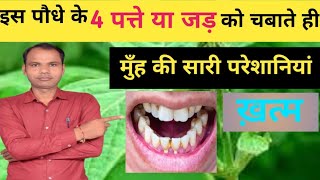 बस 4 पत्ते चबाते ही मुँह की सारी परेशानियां ख़त्म just 4 leaves for all mouth problem chirchita [upl. by Draude]