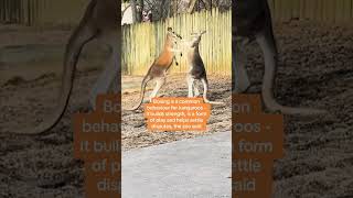 Kangaroos spotted boxing [upl. by Eldwun]