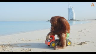 Animalia  The Orangutans chill out at the beach [upl. by Melton]