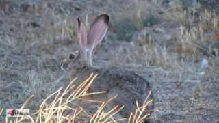 Black Tailed Jack Rabbit  Arizona Desert Hare [upl. by Arhsub]