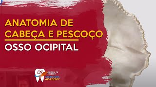 Osso Ocipital  ANATOMIA DE CABEÇA E PESCOÇO [upl. by Anewor]