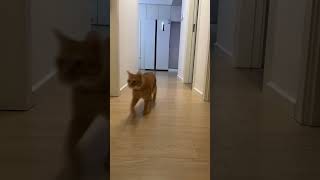 Purrkour cutecat cat chonk zoomy housecat [upl. by Cornell]