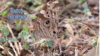 Rare and seasonal butterflies at Siswan Dam [upl. by Ayote]