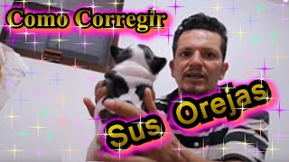 Como Pegarle las Orejas a un Cachorro CuidadodeCamadas [upl. by Fitzger]