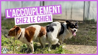 Comment fonctionne laccouplement chez les chiens [upl. by Assirehc70]