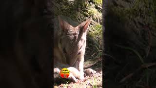 Pouch Breakout Incredible Wallaby Joey Scratch And Wiggle [upl. by Adniral]