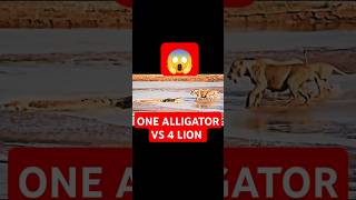 quotAlligator vs Lions Amazing Videoquot youtubeshorts shortvideo viralvideo [upl. by Yeslah798]