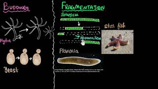 Budding spores fragmentation amp regeneration  How do organisms reproduce  Biology  Khan Academy [upl. by Ymerej]