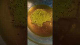 tarkaeasyrecipe cooking viral shortsviral pakistanirecipe pakistanirecipe recipe trend [upl. by Munt]