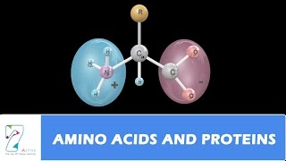 AMINO ACIDS AND PROTEINS [upl. by Hobbs985]