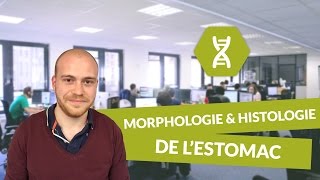 Physiologie digestive Morphologie et histologie de l’estomac  Physiologie  digiSchool [upl. by Semaj]