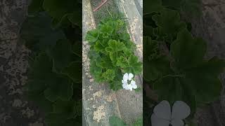 Hermoso ramito de flores blancas flores susysainos shortsyoutube [upl. by Pierce885]