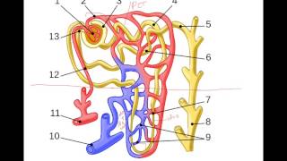 Urine Formation Glomerular Filtration [upl. by Berneta341]