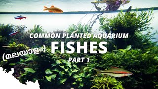 Fishes For Planted Aquariums Part 1  Malayalam [upl. by Ahsaten]