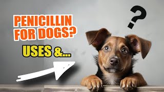 PENICILLIN FOR DOGS 💊🐶 Uses Dosage and Side Effects [upl. by Leugim375]