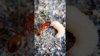 soldier ant vs worm [upl. by Ala]