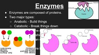 Enzymes [upl. by Nivlem282]