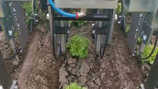 OPTYMA INTER ROW WEEDING HOEING MACHINE BINEUSE SARCHIATRICE INTERFILARE SARCLEUSE HACKMASCHINE [upl. by Sigmund]