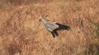 Sagittarius serpentarius  secretario  secretary bird [upl. by Htesil699]