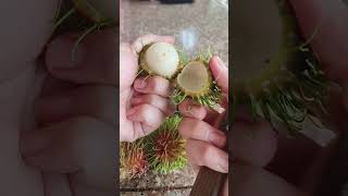 Tropical fruit Homegrown rambutans Cambodian fruit yummy healthy and sweet [upl. by Tuddor]