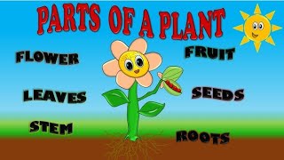 Types of plants  Parts of plants and its function  ModernLearningLab plants [upl. by Naltiak]