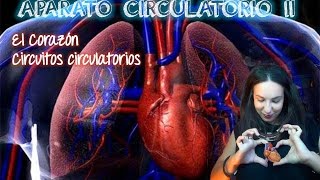 Aparato circulatorio II El corazón y la circulación sanguínea BioESOsfera  BIOLOGÍA [upl. by Alekahs]