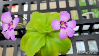 MY PINGUICULA  BUTTERWORT CARNIVOROUS PLANT CATCH FUNGUS GNATS  ZENith BEE [upl. by Nnairrek644]