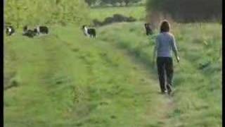 Border Collie Rescue  Puppy Walk [upl. by Mcfadden705]