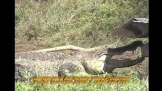 Giant Louisiana Gator Attacks Pickup Truck [upl. by Cogen]