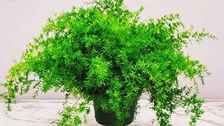 asparagus fernasparagus fern care in tamil [upl. by Monroe]