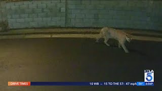 Mountain lion attacks dog in Silver Lake [upl. by Angie967]