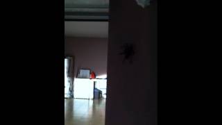 Goliath Birdeater Spider at my house [upl. by Larrabee942]