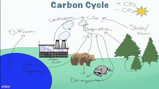 Carbon Cycle Processes [upl. by Eityak594]