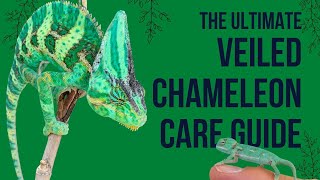 Veiled Chameleon Care Guide [upl. by Lebiram]