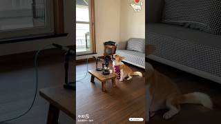 Dog Song foryou pets funnydogs singingdog funnyanimals youtubeshorts cute funny [upl. by Inaboy575]