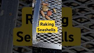 Raking for Seashells 👀 collectingseashells [upl. by Tanaka]