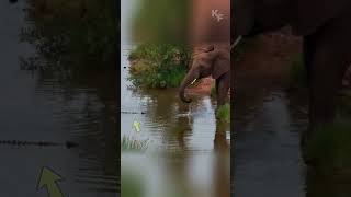 Savannah Showdown Elephant versus Crocodile at the Waterhole [upl. by Anyala]